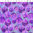 Floragraphix V - Chrysanthemum - Purple