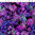 Floragraphix V - Allover Floral - Purple